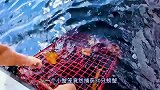 70岁老人户外赶海，一次竟然抓到30只蓝蟹，太厉害了