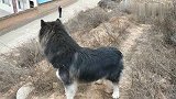 山上新建的万头养猪场，带狗子上山和你一块欣赏