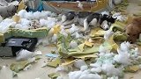 假期去外面玩了三天，狗在家里疯了三天，奉劝你们千万别养二哈！