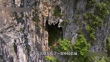 药农在深山发现一窝蛋，不料竟孵出“真龙幼崽”，国家封锁保护！