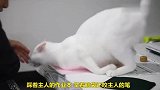 主人要用电脑，猫咪不让，俩人杠上了