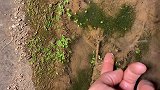 农村稻田里的黄鳝智商真低，小伙用手指就把它诱惑出来了，这得饿