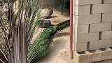 他以为他很漂亮很帅