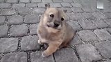 街上一只走失的狗宝宝四处找妈妈，找到妈妈时开心的样子太可爱了