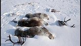西伯利亚地区发现46000年鸟类尸体，科学家：永久冻土层正在融化我为赣州比个星  星州润达集团
