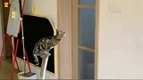 猫咪：今天这铲屎女人有点反常啊，难不成她又想暗算我？