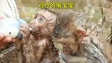 可怜的猴宝宝一出生就成了孤儿，后惨遭族人抛弃，四处流浪
