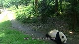 大熊猫得到摇椅，舒服坐在椅子上翘二郎腿，下一秒请不要笑
