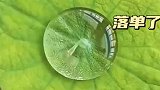 荷叶上的小鱼，落单了