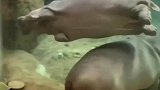河马为什么喜欢呆在水里呢
