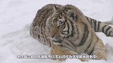 老外质疑东北虎力量，用战神“比特犬”干掉老虎，结果出乎意料！