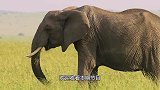 野牛被困数月后，已饿成了皮包骨了，还好人类及时赶到