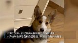 小狗去世前站主人床边1小时不离开，主人：它当时应该是在道别