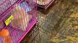 你们说这个小可爱她会喜欢吗