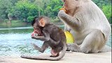 卢卡斯想和猴妈分享水果，猴妈莱拉拒绝了！宝宝感受不到母爱！