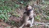 猴妈打了它，就找猴哥求安慰