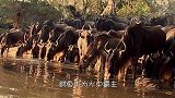 鳄鱼水中捕食电鳗，食人鱼却一拥而上，这是要从鳄鱼口中抢食