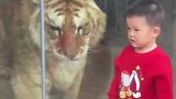 男孩动物园里隔空打虎，虎子被惹急了发起反击