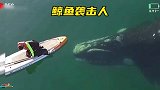 女子在海面遭遇一条巨大的鲸鱼，吓得不敢动，你猜鲸鱼会攻击女子吗？