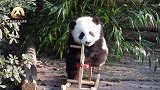 熊猫宝宝成风骑上小木马凹造型，可爱得不要不要的