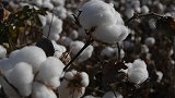农村家家户户都吃的棉籽油，年消费110万吨，专家却说不能吃？