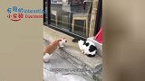 “猫和老鼠”里都是真的吗？网友路边实拍猫鼠打架，可怜又好笑