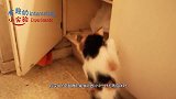 “猫和老鼠”里都是真的吗？网友路边实拍猫鼠打架，可怜又好笑