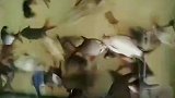 我家养的鱼是疯了吗，疯狂撞鱼缸