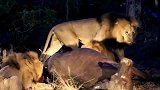 狮群夜餐时间，遭到不速之客前来打扰