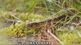 蛇岛？真的能见到成千上万条蛇吗？
