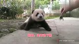 熊猫：你悄悄的来，悄悄的走