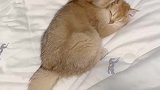 家里有个爱干净的猫