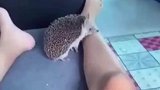 刺猬咬人，也是头一回见