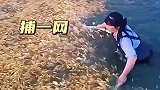 这里的鱼太多了，捕一网