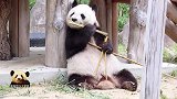 熊猫旦旦拿起竹竿津津有味地吃起来，偶尔用脚丫帮一下忙