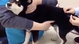 猫：打针这么疼还说不疼？快吃我一脚！