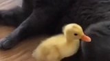 动物翻车行为大赏 好一招猴子偷桃娱乐播报台