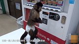 日本猴子餐厅 服务员都是猴子 上菜拿酒样样行！