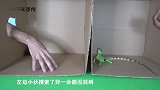 神秘未知游戏箱子里到底会摸到什么老外的表情太搞笑