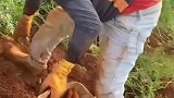 胡萝卜长真好，田园生活