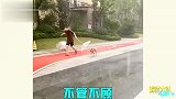 遛狗的奇葩方式，你们这操作认真的吗？