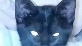 养过黑猫的人才会懂，猫咪：不然呢？你以为是后脑勺吗？