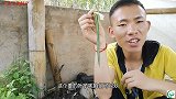 生活在大山里面真好，能自制各种“美食”吃法“姜叶”也能烤着吃