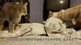 第一次做父亲的猫咪，懵懂懵懂的样子，太可爱了