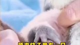 考拉妈妈被火车撞，生前最后一刻保持这个姿势，原因看哭救援队