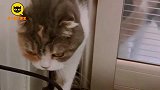 猫咪捉奸现场，看完不许笑！