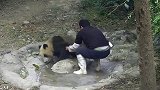 熊猫宝宝因越狱被罚面壁思过，熊猫：我也没出去啊！天理何在！