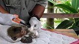 小猴子受伤了，动物保护者在给它治疗，谢谢她们