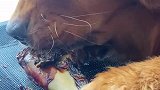 牛骨啥的啃腻了，新的带肉骨头安排上～我真的太爱看狗子吃东西了
