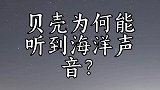 贝壳为何能听到海洋声音